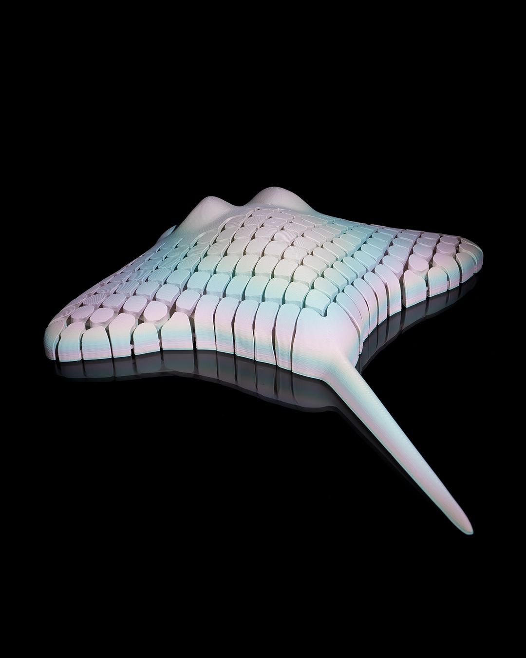 Raie Manta articulée
