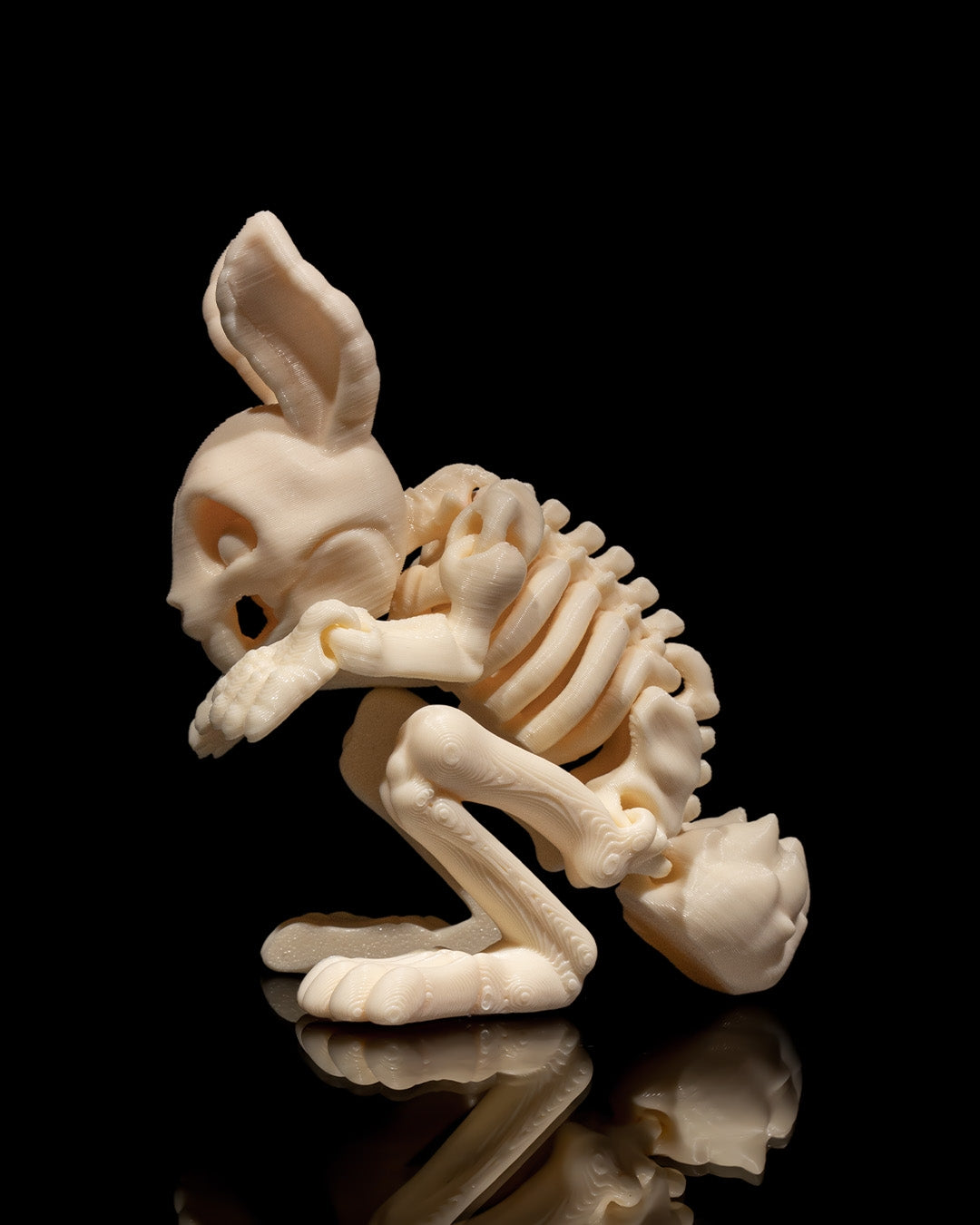 Squelette Lapin articulé