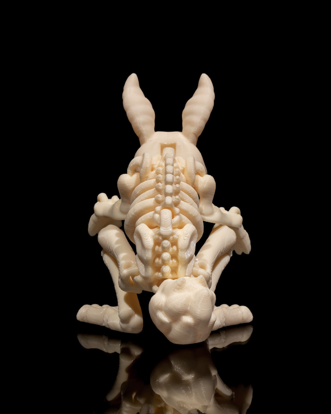 Squelette Lapin articulé