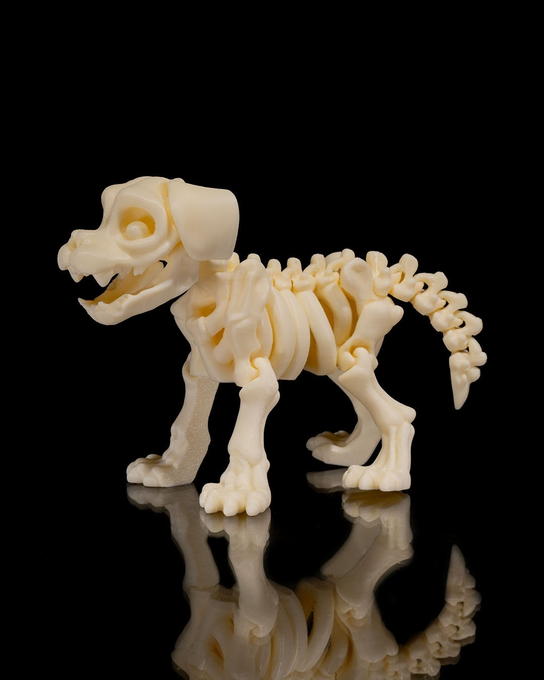 Squelette Chien articulé