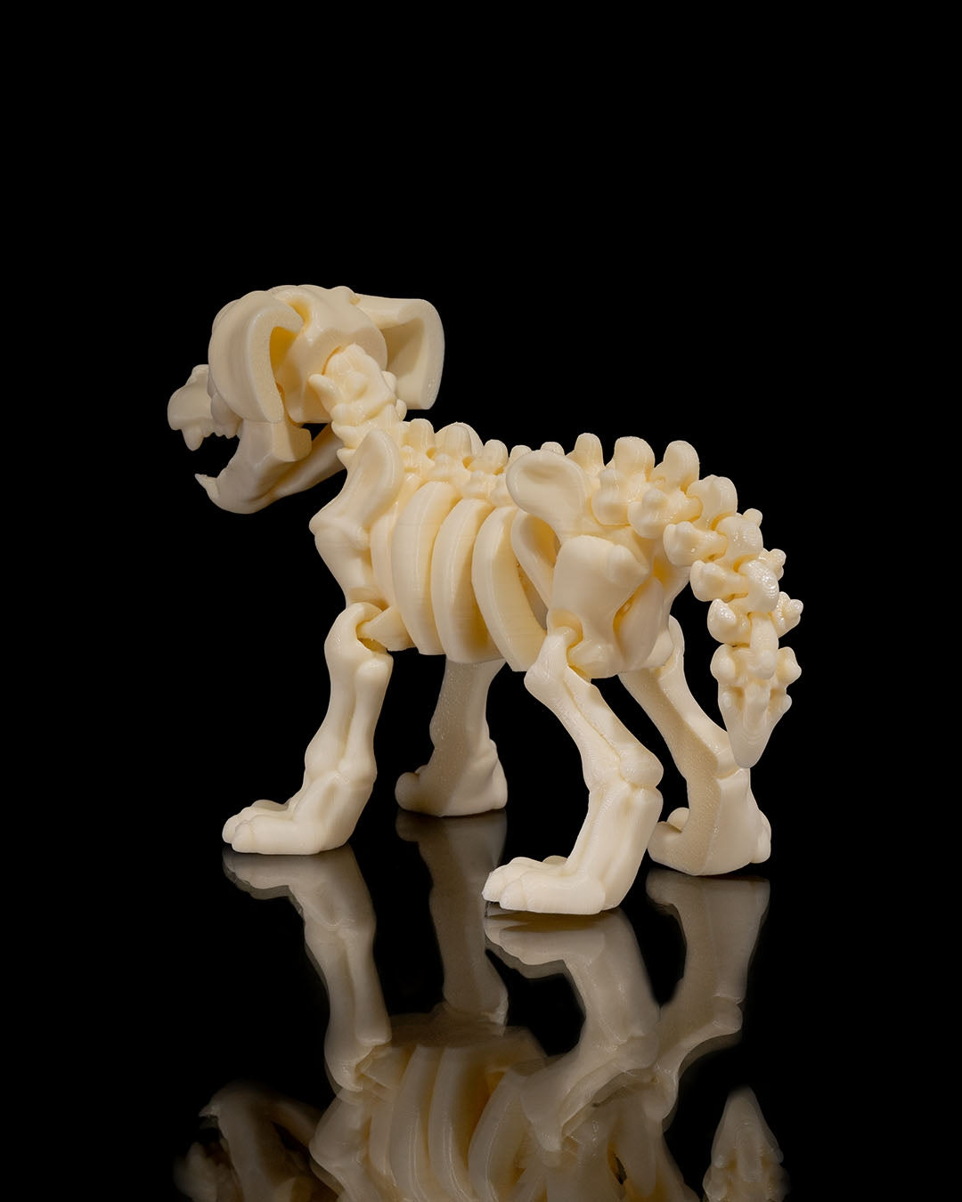 Squelette Chien articulé