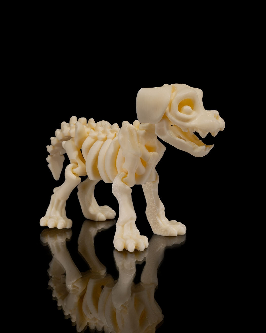 Squelette Chien articulé